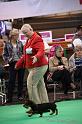 Crufts2011_2 1586